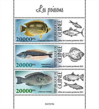 Kleinbogen Tropische Fische Guinea 2021