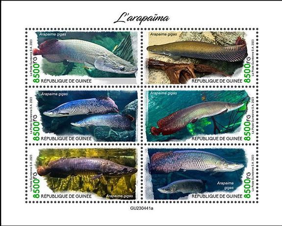 Kleinbogen Arapaimas (Arapaima gigas) Guinea 2023