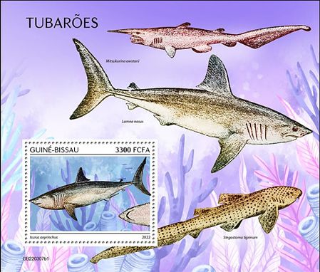 Haie Block Guinea Bissau 2022 mit einem Kurzflossen-Mako (Isurus oxyrinchus)