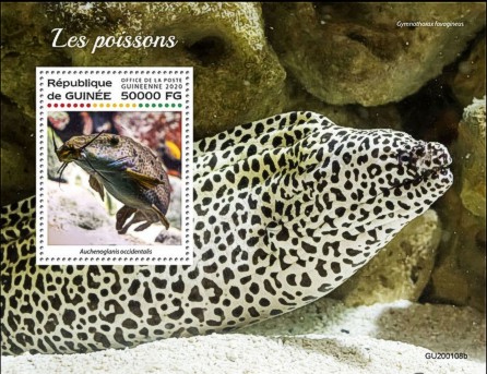 Block Fische Guinea 2020 mit einem Augenfleckwels (Auchenoglanis occidentalis)
