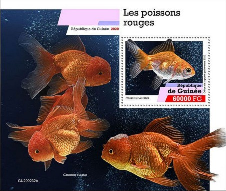 Block Goldfische (Carassius auratus) Guinea 2020