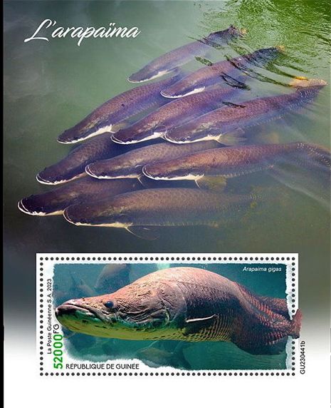 Block Arapaimas (Arapaima gigas) Guinea 2023
