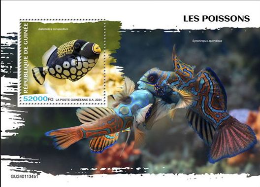 Block Fische Guinea 2024 mit einem Leopard-Drückerfisch (Balistoides conspicillum)