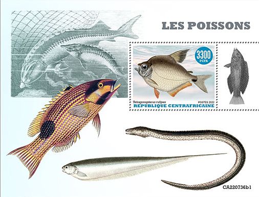 Zentralafrikanische Republik 2022 Block mit einem Gesäumten Schillersalmler (Tetragonopterus argenteus)
