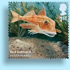 Stamp Red Gurnard