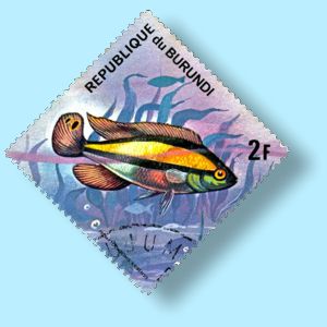 Stamp Rainbow cichlid